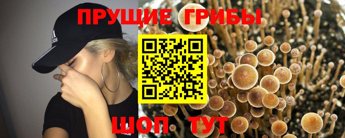 Псилоцибиновые грибы Psilocybine cubensis  Вход с VPN  Псилоцибиновые грибы прущие грибы  как найти наркотики  Чусовой 
